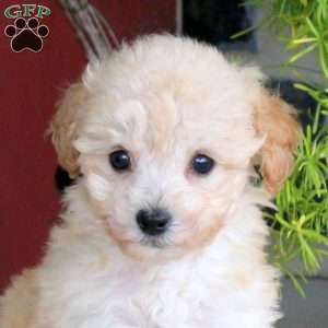 Effie, Bich-Poo Puppy