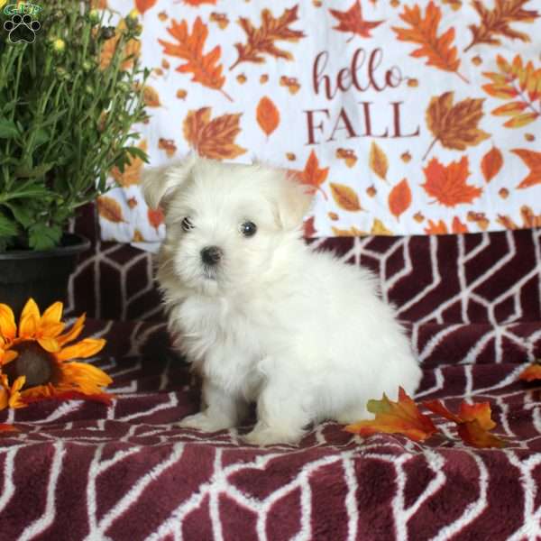 Eleanor, Maltese Puppy