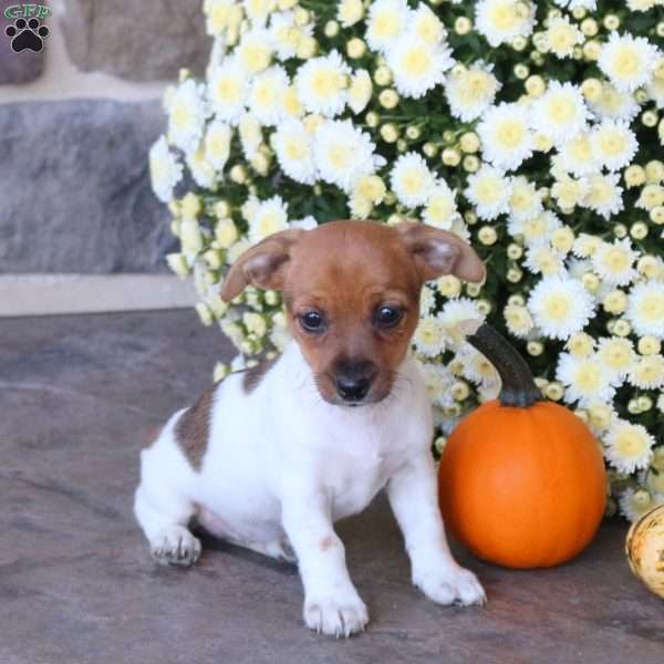Elise, Jack Russell Terrier Puppy