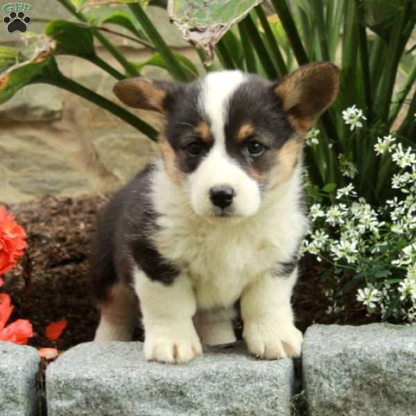 Ella, Pembroke Welsh Corgi Puppy