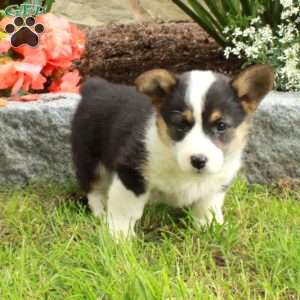 Ella, Pembroke Welsh Corgi Puppy