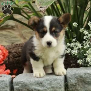 Ella, Pembroke Welsh Corgi Puppy