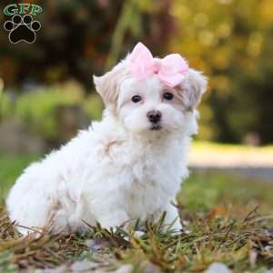 Ellie, Maltipoo Puppy