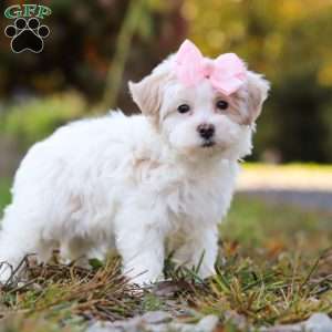 Ellie, Maltipoo Puppy