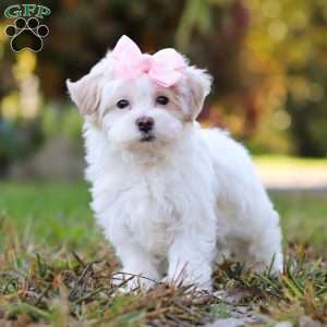Ellie, Maltipoo Puppy