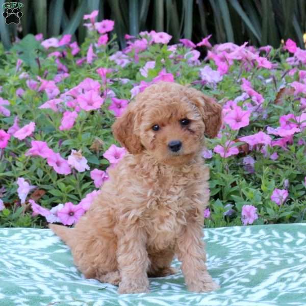 Ellie, Mini Goldendoodle Puppy