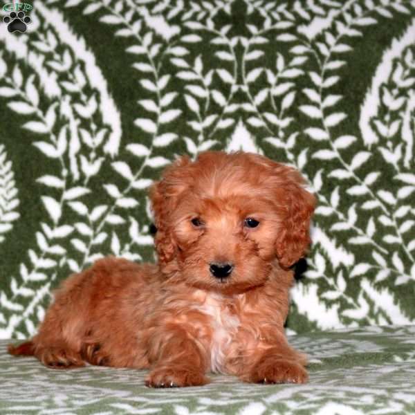 Ellie, Mini Goldendoodle Puppy