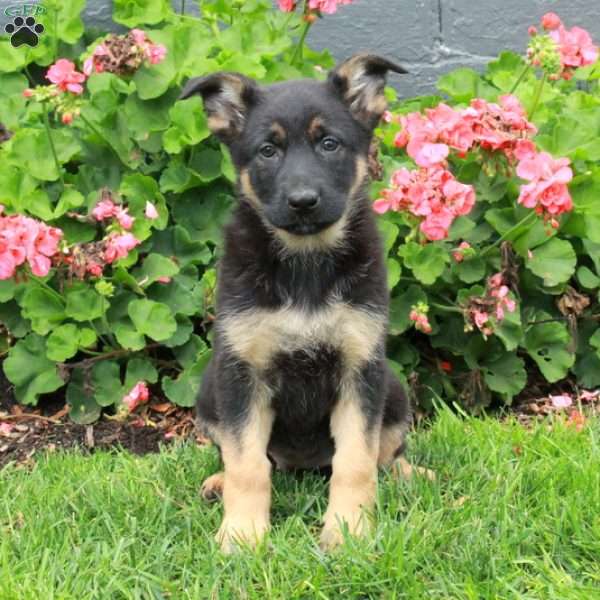 Ellie, German Shepherd Puppy