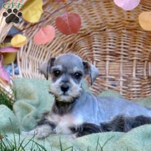 Ellie, Miniature Schnauzer Puppy