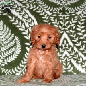 Ellie, Mini Goldendoodle Puppy