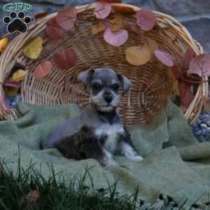 Ellie, Miniature Schnauzer Puppy