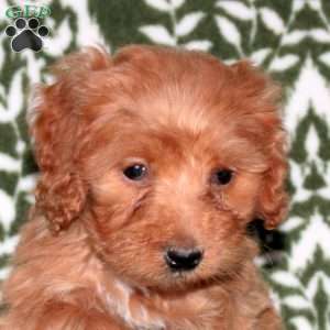 Ellie, Mini Goldendoodle Puppy