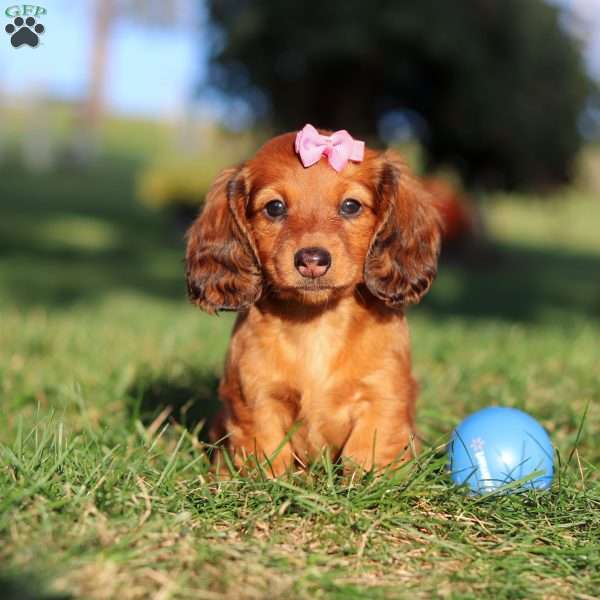 Ellie, Dachshund Puppy