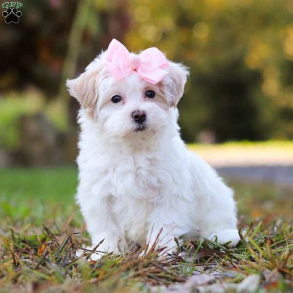 Ellie, Maltipoo Puppy