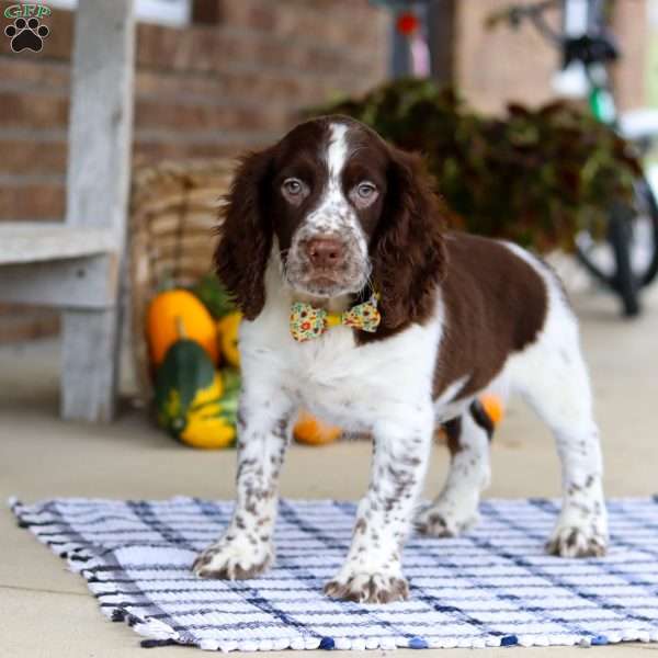 Elliot, English Springer Spaniel Puppy