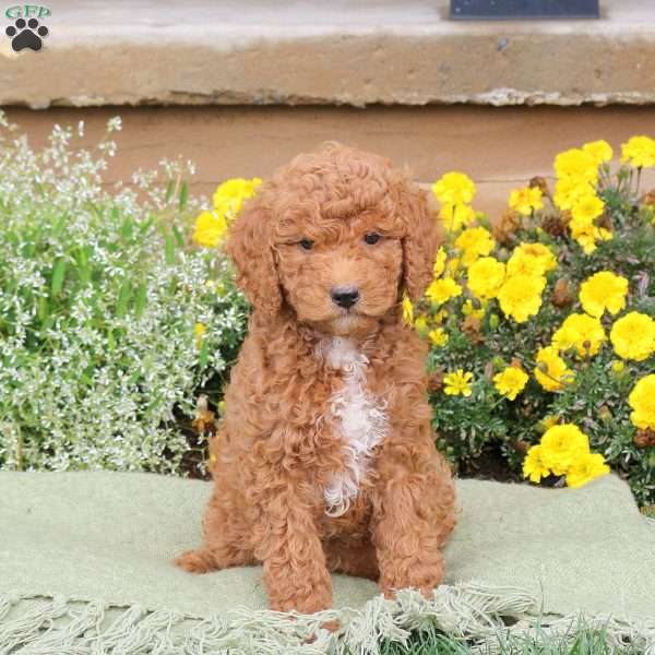 Elliot, Mini Goldendoodle Puppy
