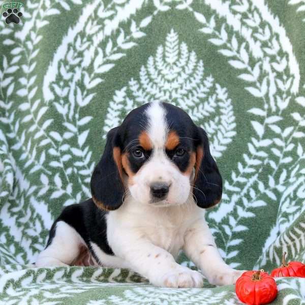 Elliot, Beaglier Puppy