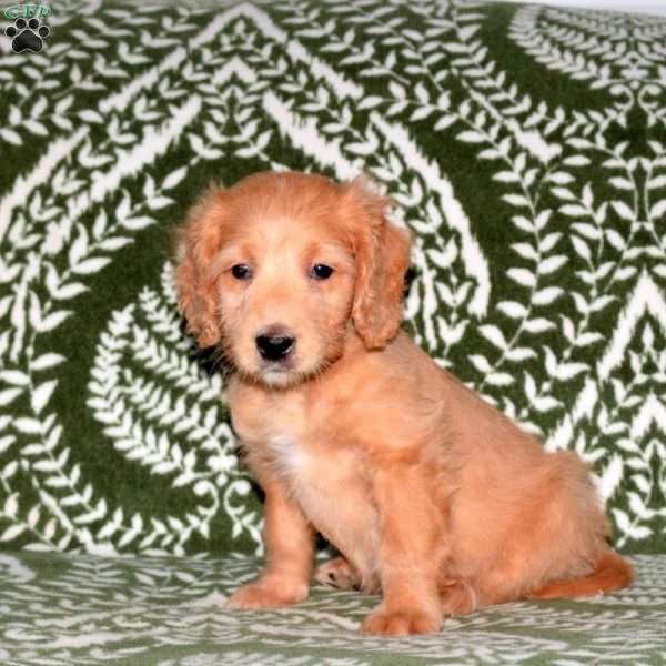 Elliot, Mini Goldendoodle Puppy