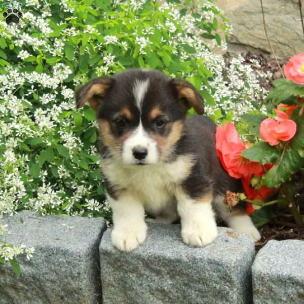 Elliot, Pembroke Welsh Corgi Puppy