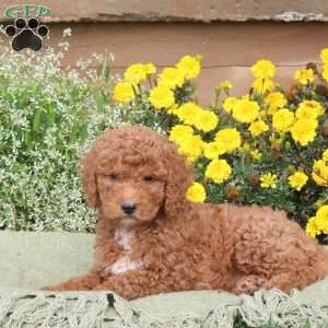 Elliot, Mini Goldendoodle Puppy