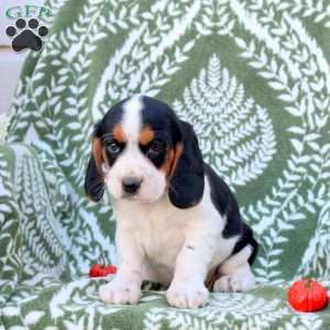 Elliot, Beaglier Puppy