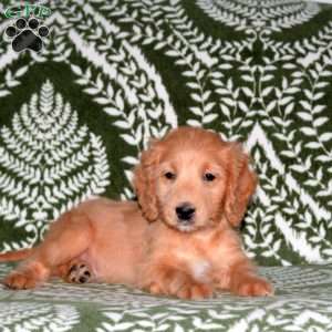 Elliot, Mini Goldendoodle Puppy