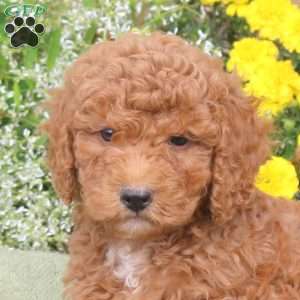 Elliot, Mini Goldendoodle Puppy