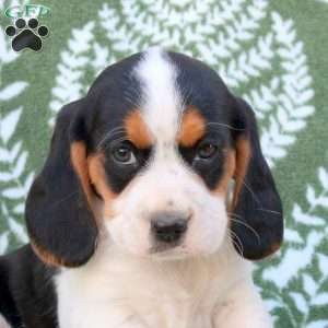 Elliot, Beaglier Puppy