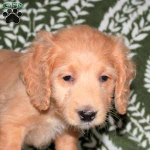 Elliot, Mini Goldendoodle Puppy
