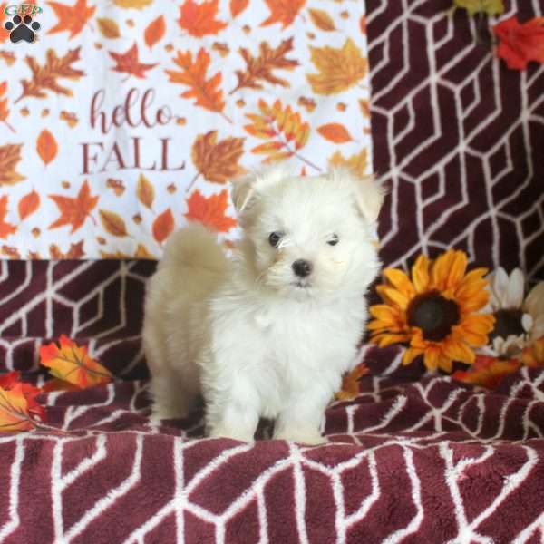 Elliott, Maltese Puppy