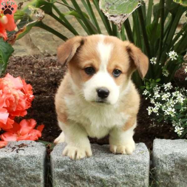 Ellis, Pembroke Welsh Corgi Puppy