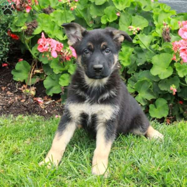 Ello, German Shepherd Puppy