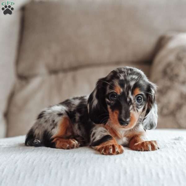 Elly, Dachshund Puppy