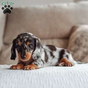 Elly, Dachshund Puppy