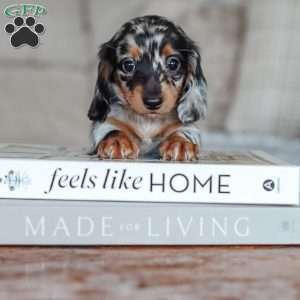 Elly, Dachshund Puppy