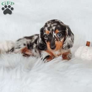Elly, Dachshund Puppy