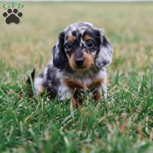 Elly, Dachshund Puppy