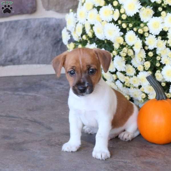 Elmo, Jack Russell Terrier Puppy