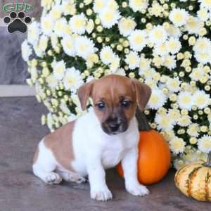 Elmo, Jack Russell Terrier Puppy