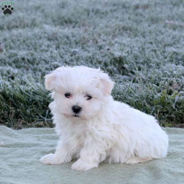 Elora, Maltese Puppy