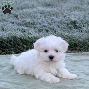 Elora, Maltese Puppy