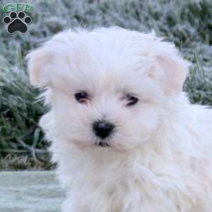 Elora, Maltese Puppy
