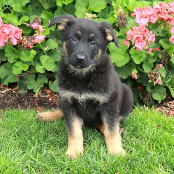 Elsa, German Shepherd Puppy