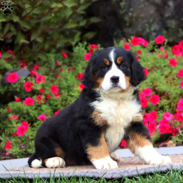 Elsa, Miniature Bernese Mountain Dog Puppy