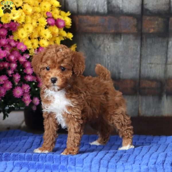 Elsa, Toy Poodle Puppy