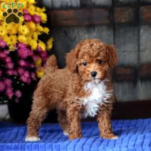 Elsa, Toy Poodle Puppy