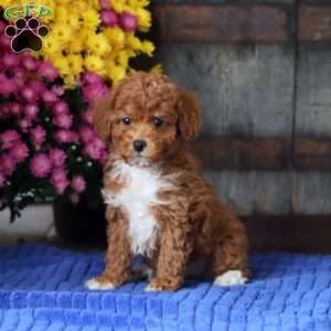 Elsa, Toy Poodle Puppy