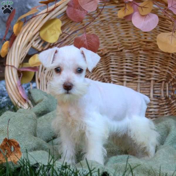 Elton, Miniature Schnauzer Puppy