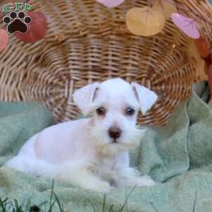 Elton, Miniature Schnauzer Puppy