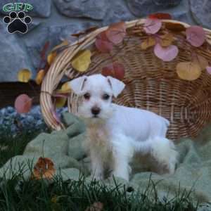 Elton, Miniature Schnauzer Puppy